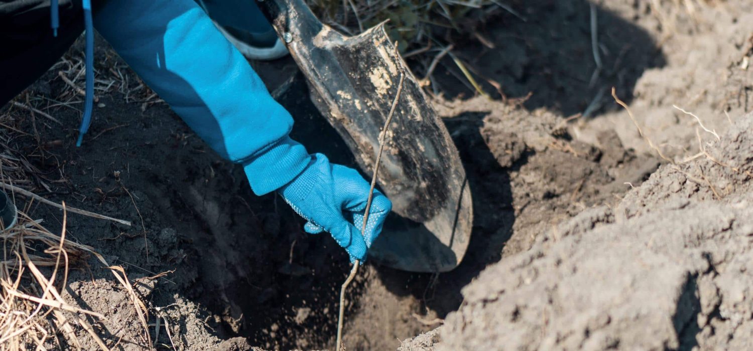 A volunteer in work gloves planting a tree sapling in the nature